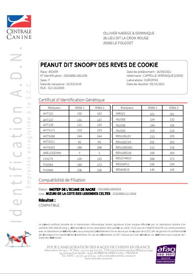 Peanut Des Rêves De Cookie
