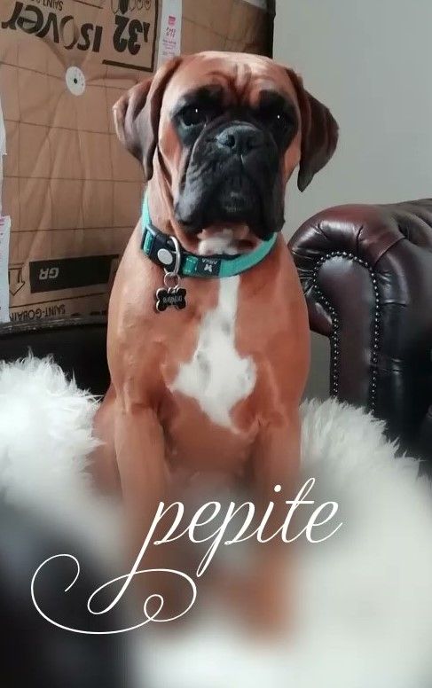 Pepite Des Rêves De Cookie