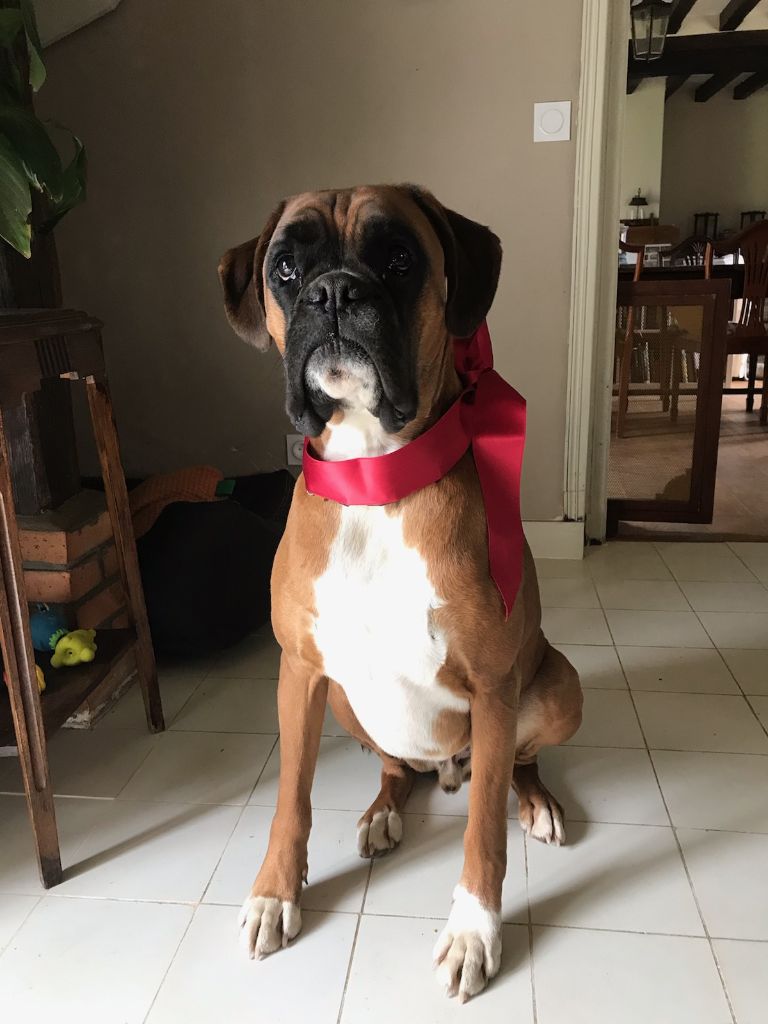 Polo Des Rêves De Cookie