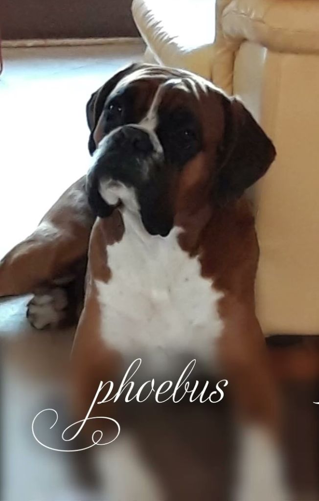 Phoebus Des Rêves De Cookie