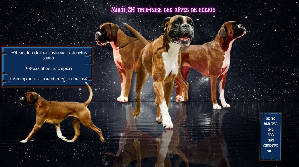 CH. Tibie-rose Des Rêves De Cookie